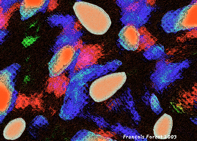 PARAMECIES EN CHASSE.gif